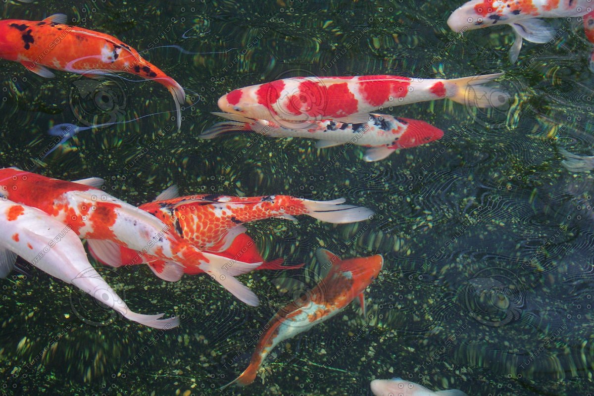 Stock jpg Japanese Koi Fish